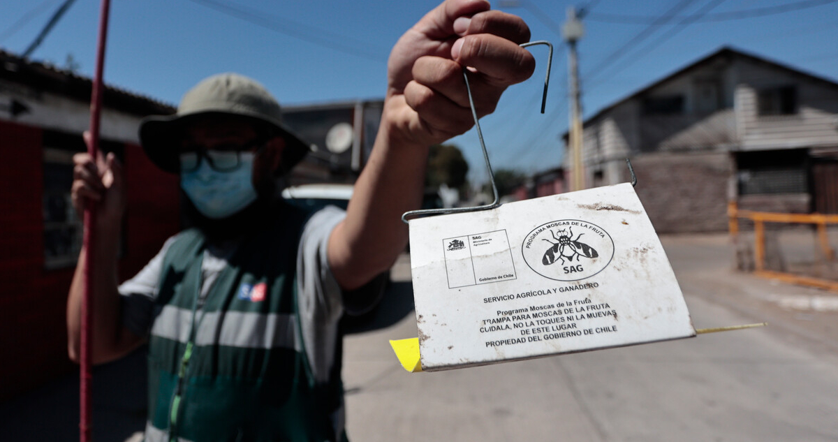 SAG confirma brote de mosca de la fruta en la RM