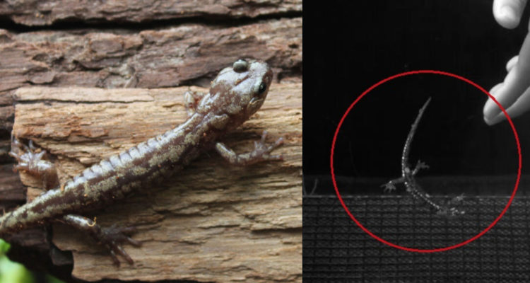 salamandras paracaidistas