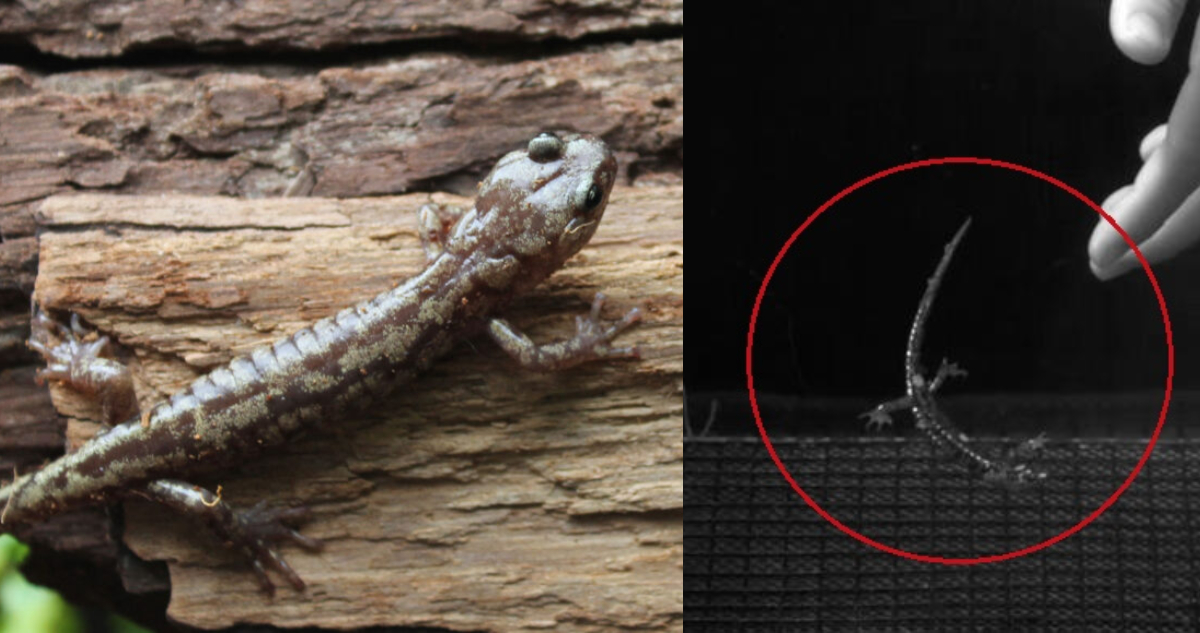 salamandras paracaidistas