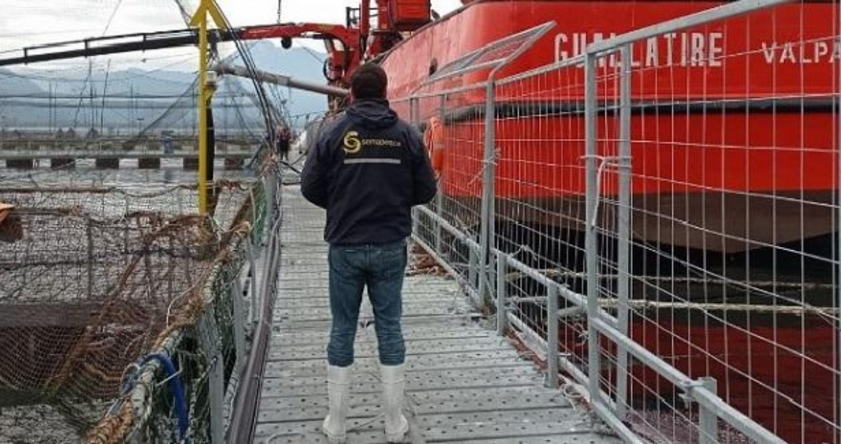 Confirman el retiro de más de mil toneladas de salmones muertos en centro de cultivo en Cochamó.