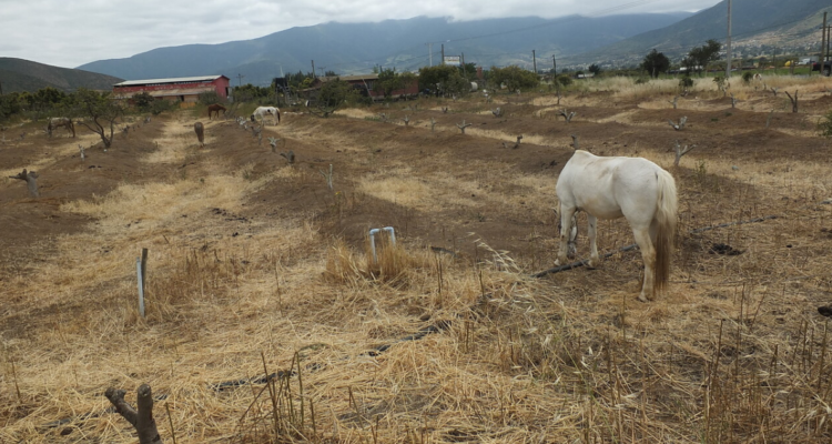 Crisis hídrica afecta a Putaendo