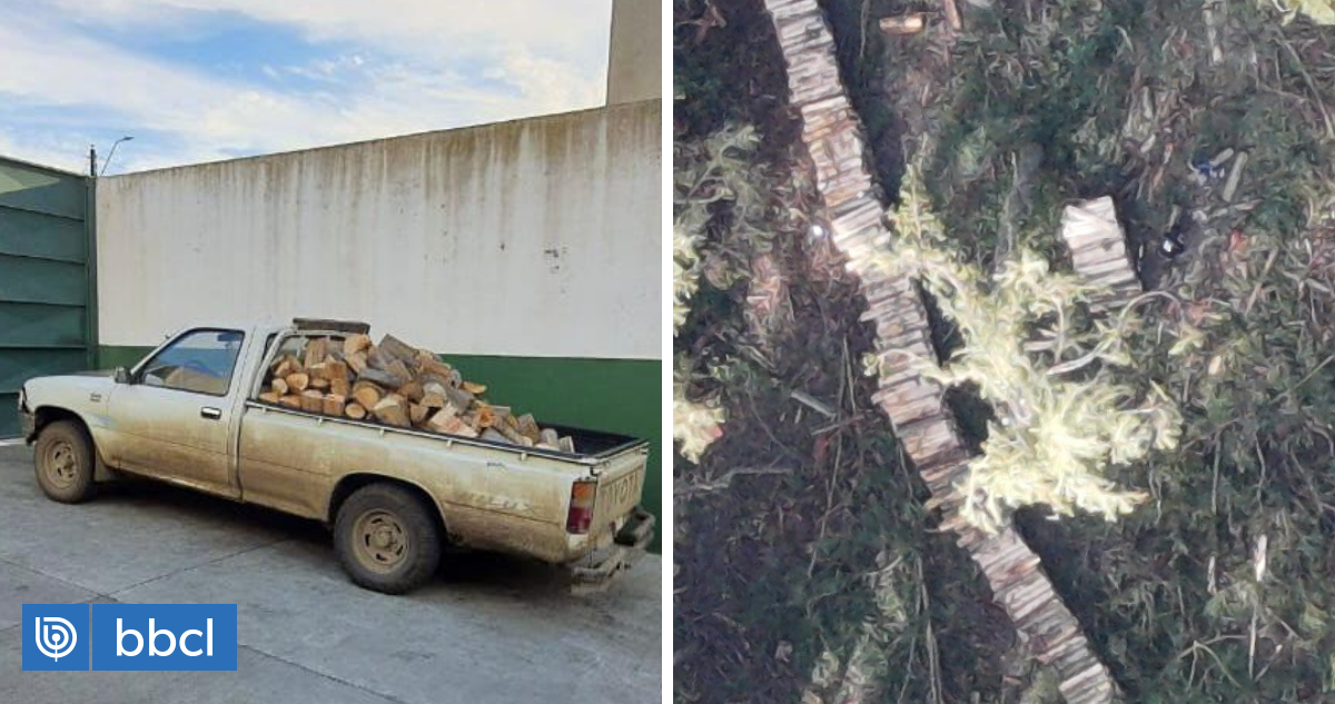 Detienen A Cinco Personas Por Robo De Madera En Predio De La Forestal