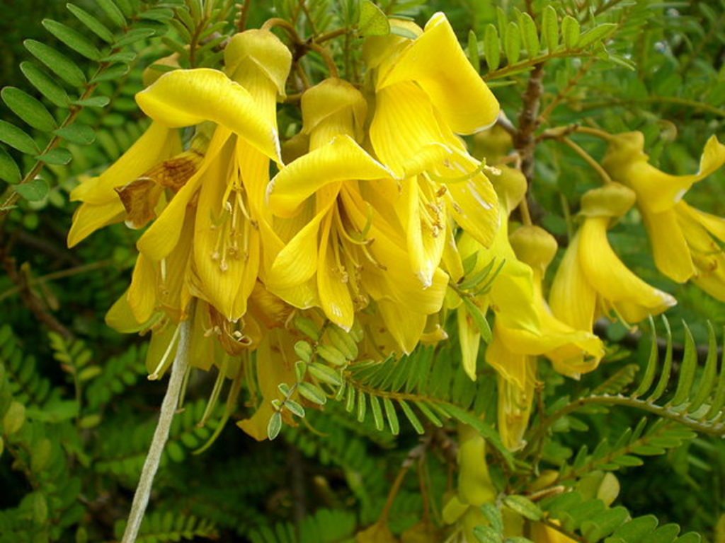 Flores amarillas de la planta Toromiro.