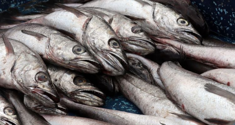 Veda voluntaria de sardina y anchoveta en el Bío Bío