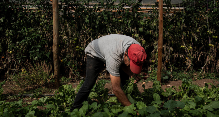 Agricultores proyectan baja en cosechas para La Araucanía