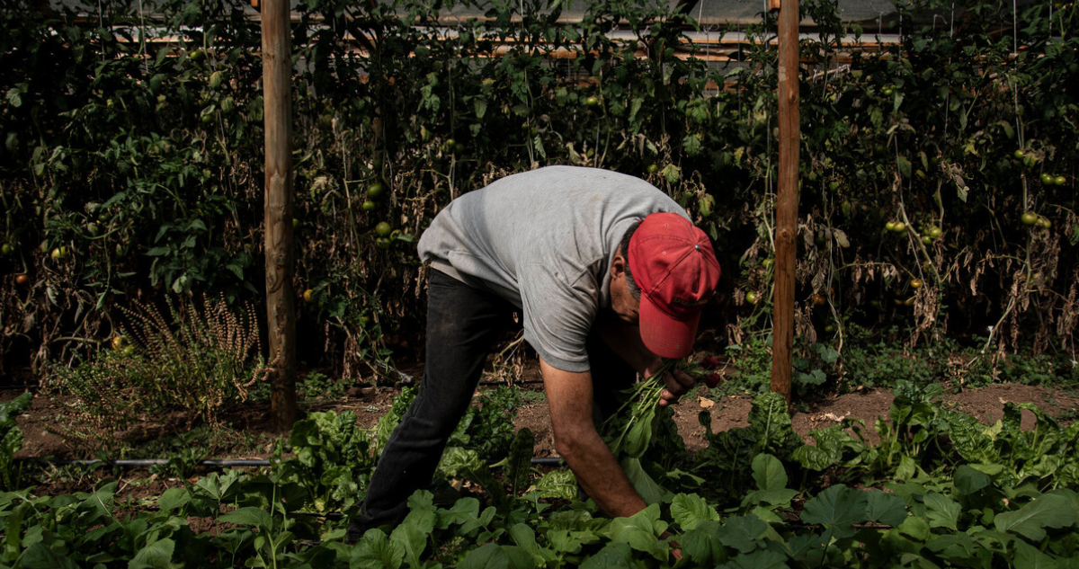 Agricultores proyectan baja en cosechas para La Araucanía