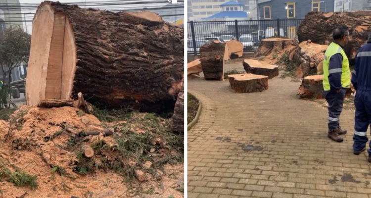 tala centenario árbol Osorno