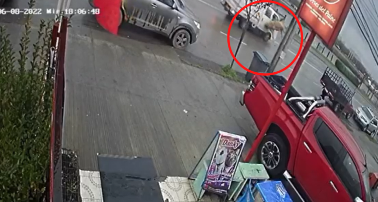 Caballo impacta auto de sector brisas de sol de concepción region del bio bio