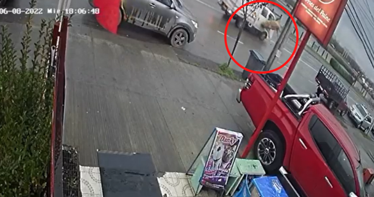 Caballo impacta auto de sector brisas de sol de concepción region del bio bio
