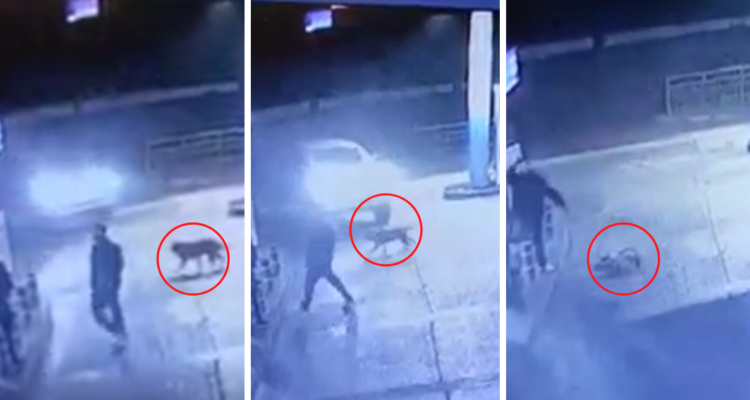 Video muestra a conductor atropellar a propósito a perro que caminaba en servicentro de Los Ángeles