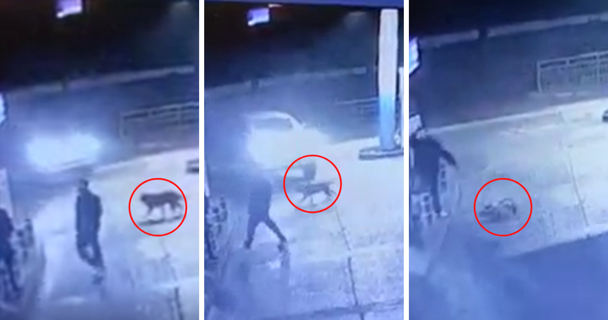 Video muestra a conductor atropellar a propósito a perro que caminaba en servicentro de Los Ángeles