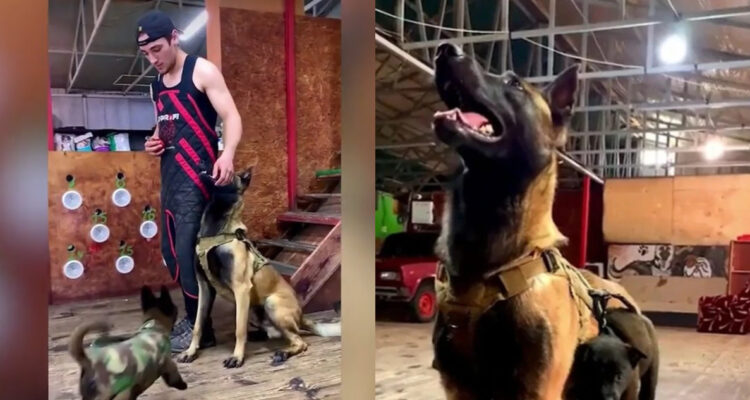 centro de adiestramiento canino