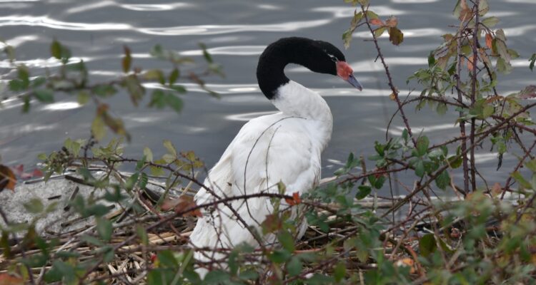 Hallan muertos a más de 20 cisnes de cuello negro en Valdivia: fueron atacados por lobos marinos