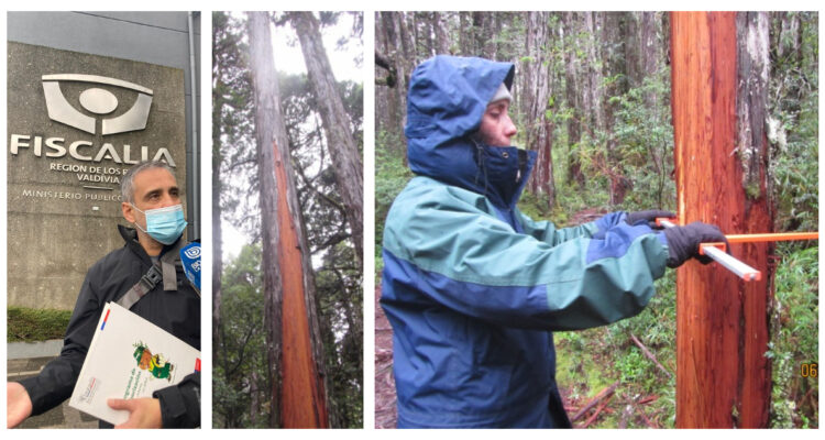 Sector del árbol más antiguo del mundo