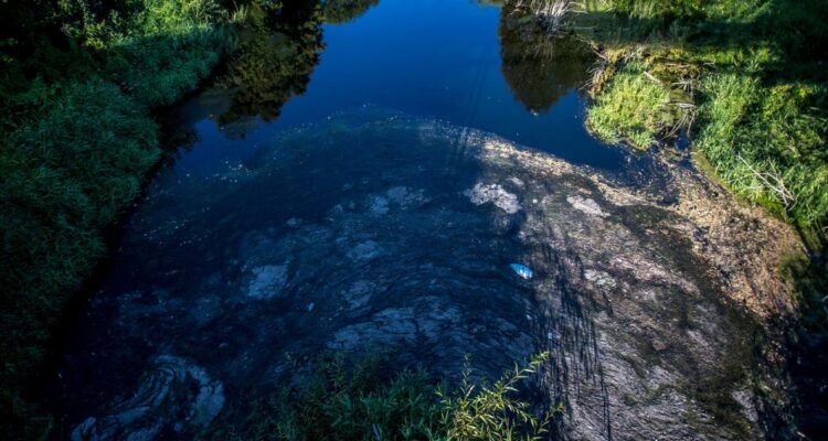 Contamianción en Río Damas