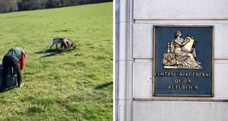Contraloría solicita informe al SAG por funcionario que entregó zorro a perros para que sea devorado