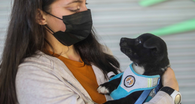 cuide a sus mascotas del frío