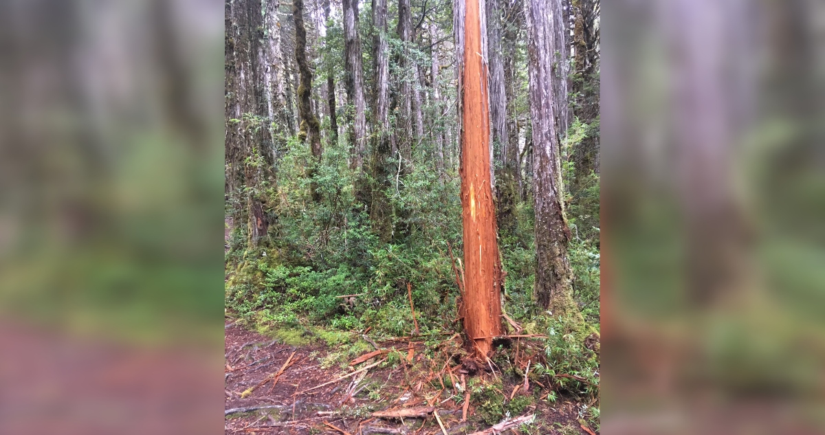 Daño a alerce en parque donde está el alerce milenario