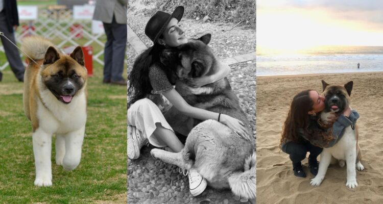 Fiscalía instuye peritajes por maltrato animal en Pirque