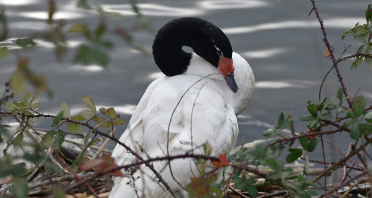 Cisne de cuello negro en Santuario de la Naturaleza Carlos Anwandter de Valdivia