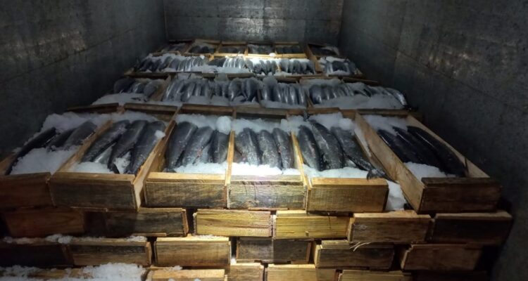 Cedidas a BBCL | RBB Temuco