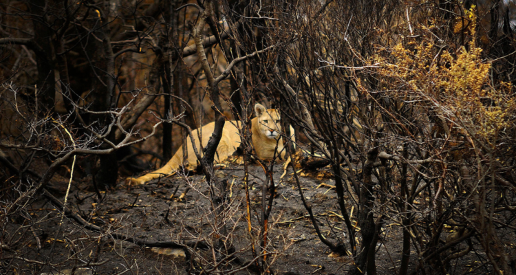 Dueño de parque del que escapó puma asegura que se defenderá ante querella por maltrato animal