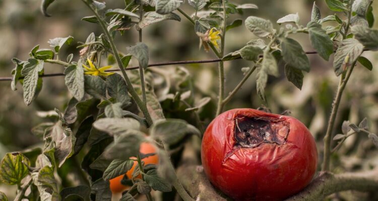Emergencia Agrícola