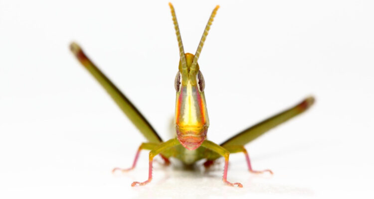 especie de saltamontes