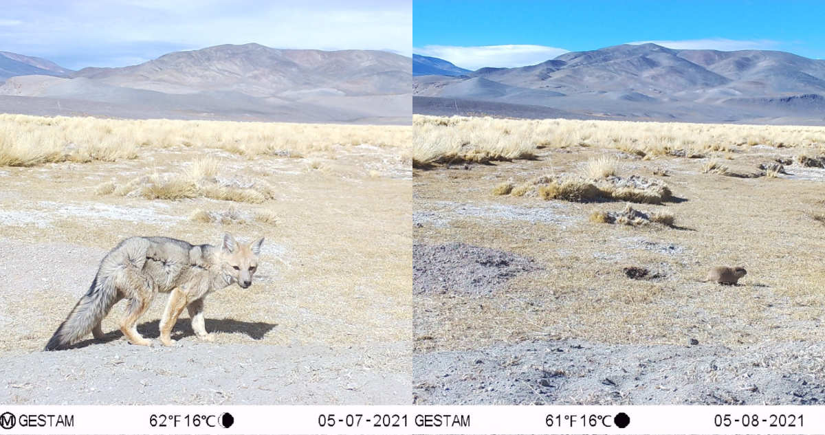 Gestam Atacama