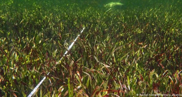 la-planta-más-grande-de-la-tierra