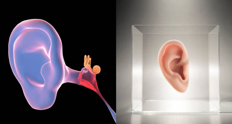oreja-impresa-en-3d