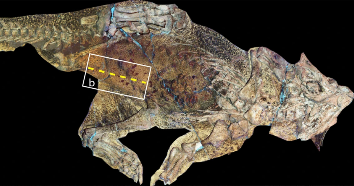 Los dinosaurios tenían ombligo: detectan por primera vez una cicatriz  umbilical en un fósil | Ciencia y Tecnología | BioBioChile