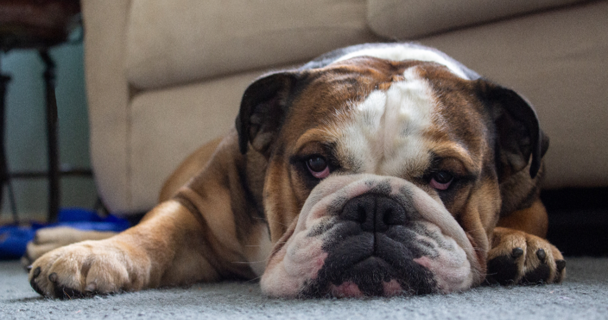 bulldogs-ingleses