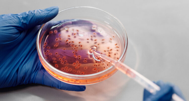 bacteria-encontrada-en-la-antártica