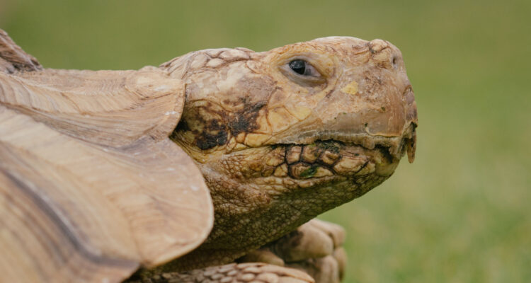 fósil-de-tortuga-embarazada