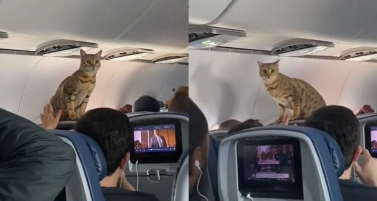 gato
