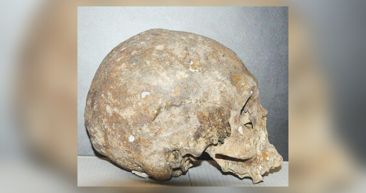 Hallan cráneo humano en el Golfo de Arauco: es el vestigio más antiguo encontrado en el Bío Bío