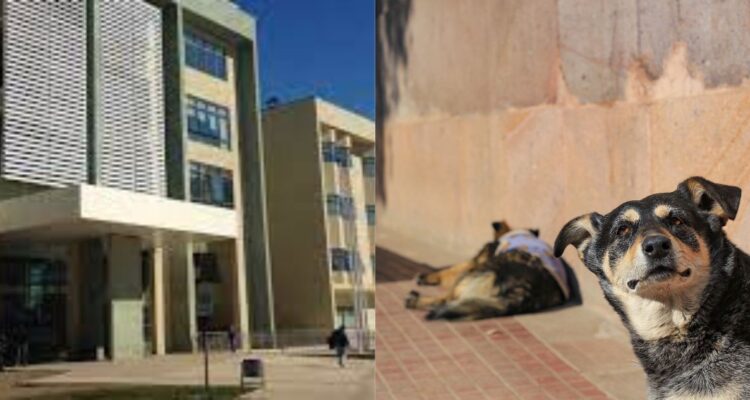 Homrbe sufre accidente por perros afuera del Hospital de Los Ángeles