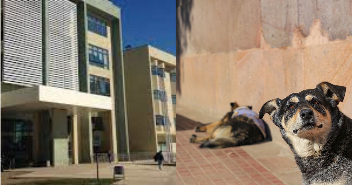 Homrbe sufre accidente por perros afuera del Hospital de Los Ángeles