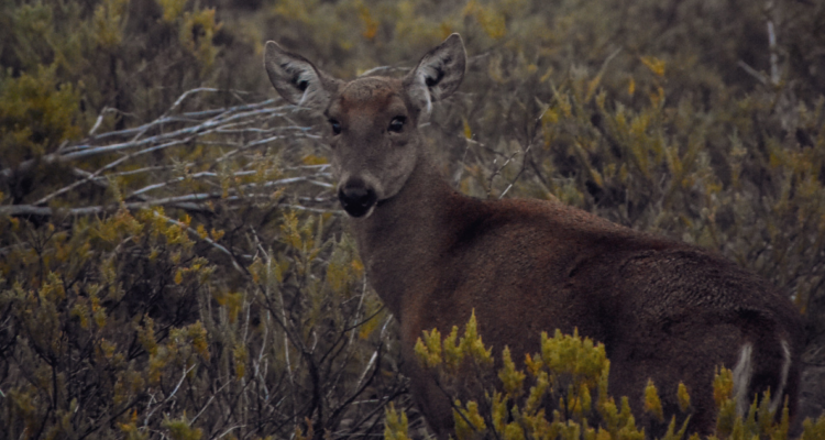 Huemul captado en Parque Nacional Laguna del Laja