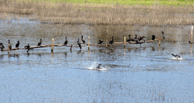 estudio cantidad humedales Osorno