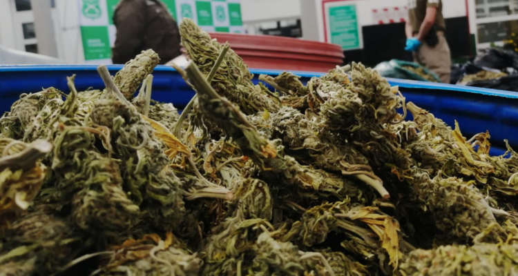 incautan más de una tonelada de marihuana procesada