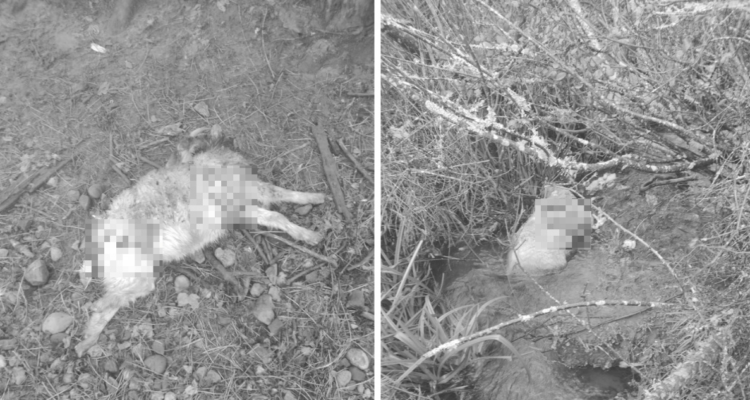 Más de 30 animales muertos deja jauría de perros en Huellelhue: comunidad pide ayuda tras ataques