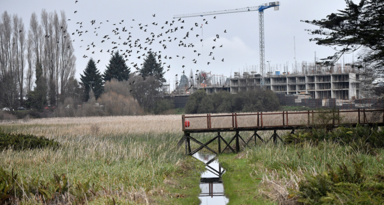 Activistas piden protección concreta para humedales en Valdivia