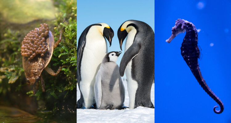 papás del reino animal