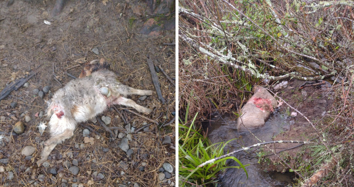 Más de 30 animales muertos deja jauría de perros en Huellelhue: comunidad pide ayuda tras ataques