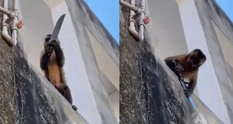 Mono con cuchillo en Brasil