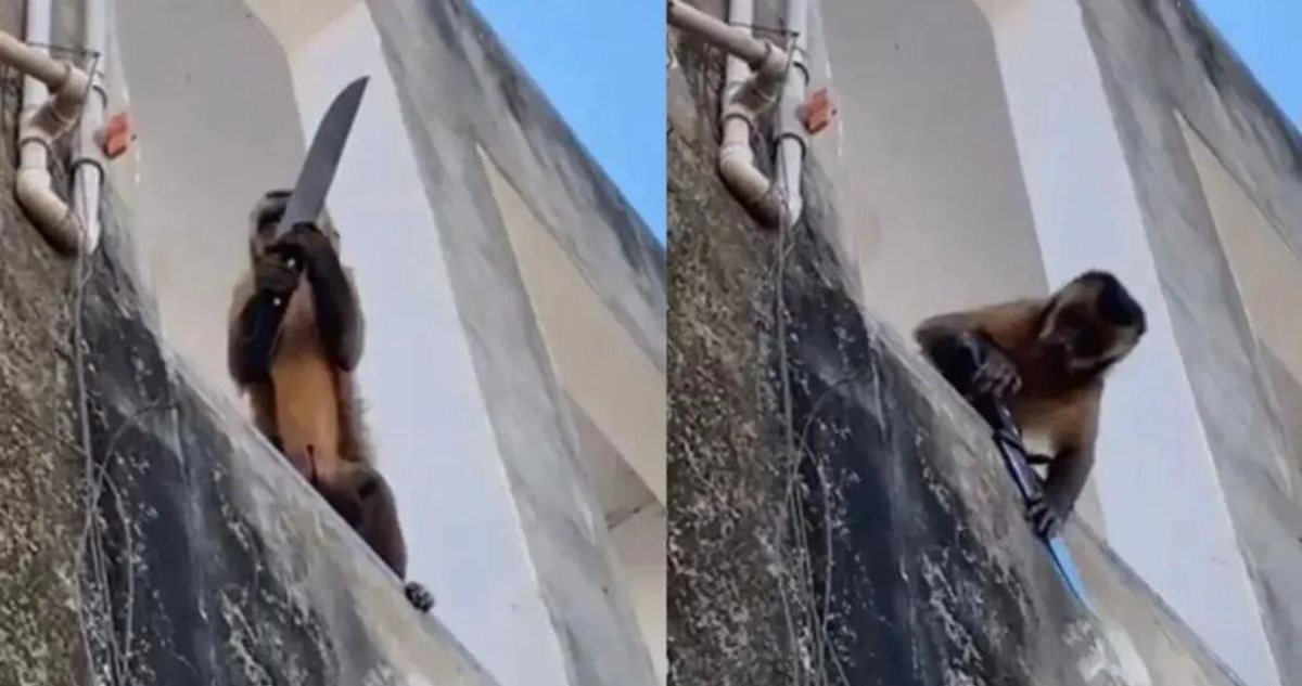 Mono con cuchillo en Brasil
