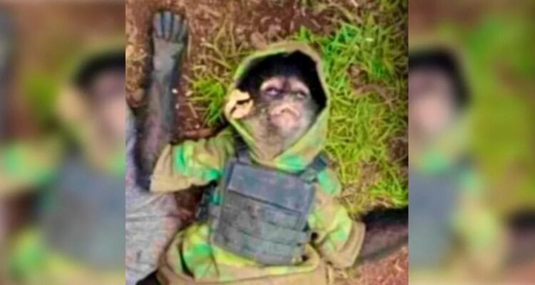 Mono sicario con chaleco antibalas