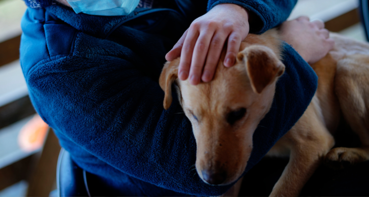 Municipio Panguipulli interpone denuncia por intoxicación de mascotas: “iremos tras responsables”